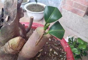 嫁接时间，讲究时机