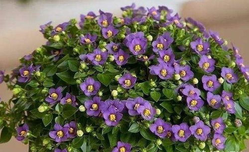 施肥次数，要根据树势调整