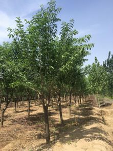 病虫害的防治工作