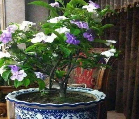 双色茉莉开花需修剪，以下步骤助其绽放美丽