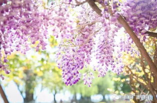 中国紫藤的美丽