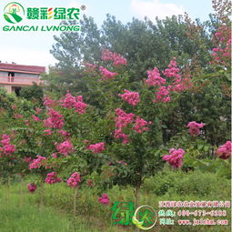 一、速生玫红紫薇种植时间和移栽注意事项