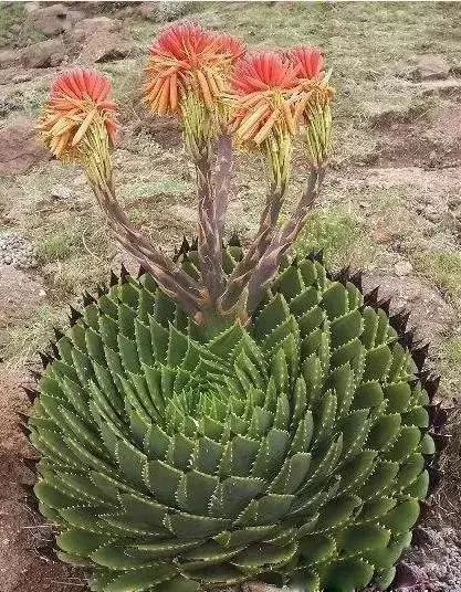 螺旋芦荟如何种植？适合哪些土壤