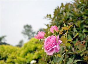 月季花中的小美人——阿卡罗亚