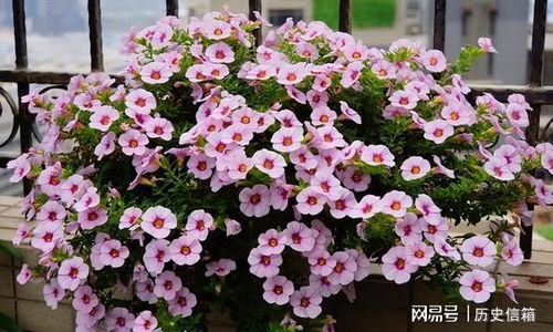 春天的花朵品种