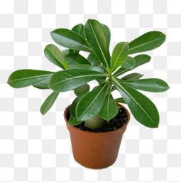 第一小点：误食小心