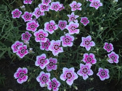 四季耐热耐湿花种推荐，全年开花指南来了这个！