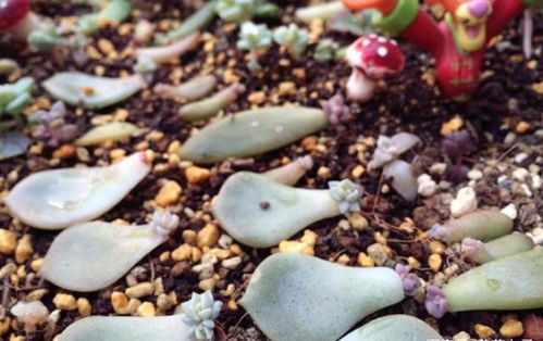 鸡蛋碧桃徒长怎么办？桃蛋叶插只长根不出芽是为什么？