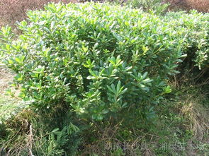 海桐球规格及价格大揭秘