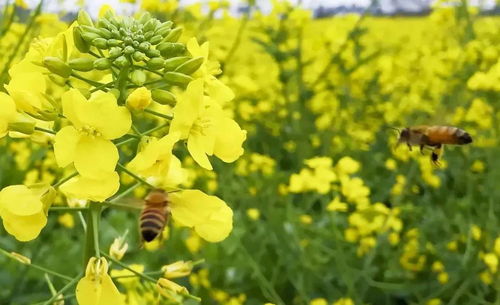 油菜花：花期虽短， 种植范围广
