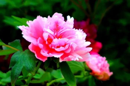 双手牡丹花舞，一看就会