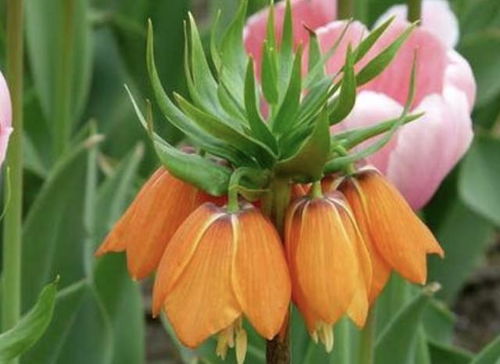 高山上的花朵， 紫外线的作用