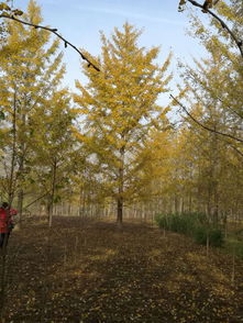 银杏树品种多样