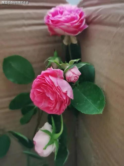 盗版与正版，有何区别？