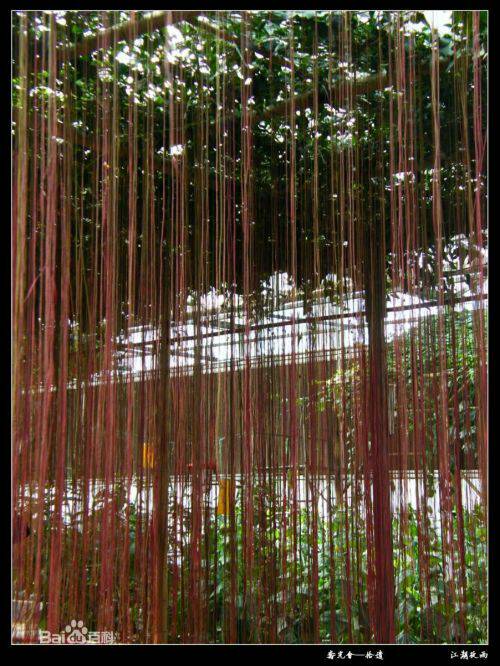 耐阴藤本实测数据， 这些植物光照不足也嫩开花