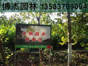 梧桐树：大自然的馈赠