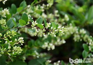 米兰花的养护烦恼？跟我学配土，让米兰焕发生机！