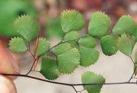 铁线蕨水培适合吗？有没有什么注意事项