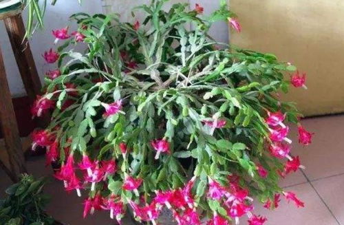 鸡冠花种子发芽需要几天多久浇一次水