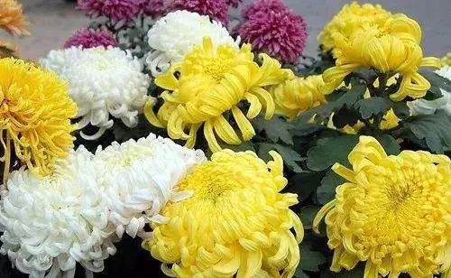 十一月菊花开，这几种花现在正是赏花期