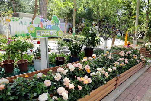 秋季种植花卉的可行性及成功案例展示