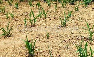 玉米除草技术：玉米播前化学除草技术