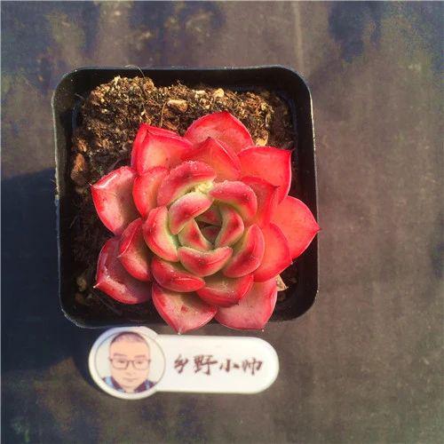 多肉荷花养护技巧，快速出状态