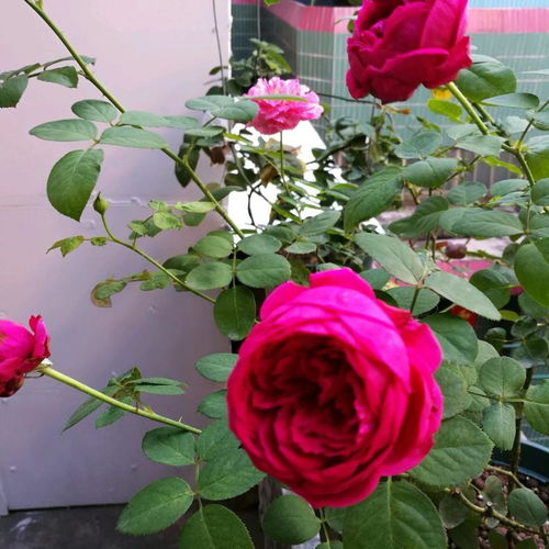 不剪会怎样？越剪越短，越剪越弱