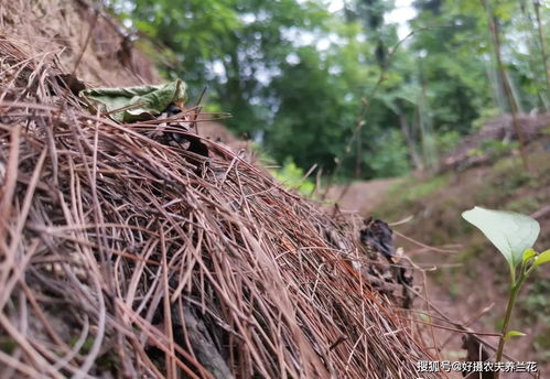 松针土的秘密：它适合种植哪些花卉呢？
