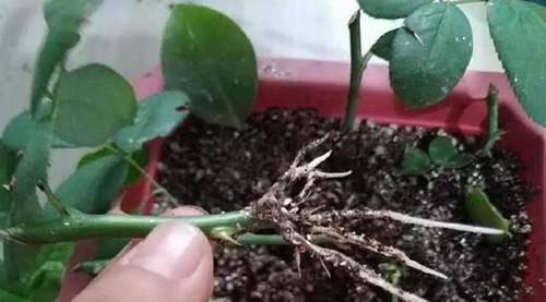 玫瑰花移栽时如何剪枝才能保证成活率