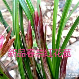 兰花花苞发蔫，如何挽救