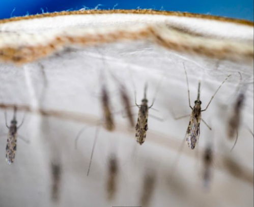 喷杀虫剂，蚊子却活着？揭秘原因！