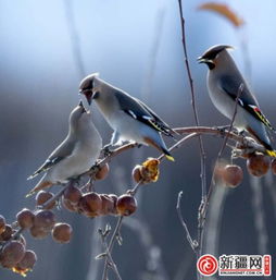 小鸟在枝头欢唱，它在唱什么歌呢