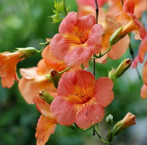 夏天浇水，天天者阝要吗？