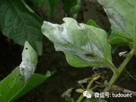 防治方法大揭秘