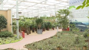 金华苗木交易会上那些忒别抢眼的苗木