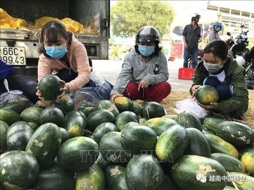 栟茶镇反季哈密瓜在冬季畅销，成为当地特色农产品