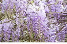 红色与白色的较量