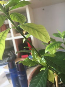 什么是带花和叶的成语？