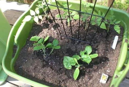 想学园林植物与观赏园艺？如何快速掌握植物配置技巧