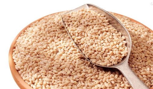 小麦麸皮新标准下小麦饲料适合羊食用吗？