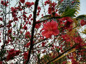 桃花的观赏时机