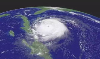 夏日风云：南方台风季草木种植大揭秘