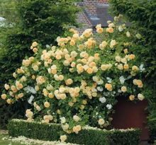 南阳月季， 走向世界的璀璨明珠