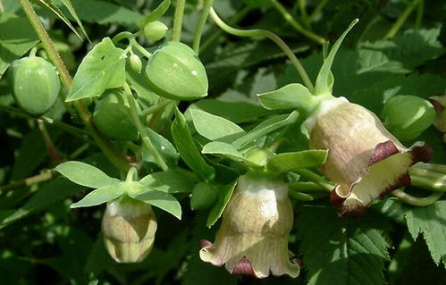 沙壤土，党参的摇篮