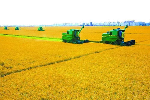 禹州：苗木界的“风水宝地”