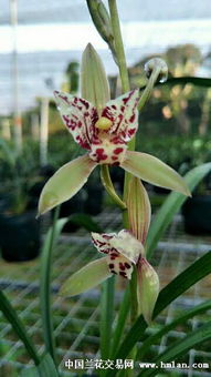 兰花之韵，高洁雅韵爆款花王