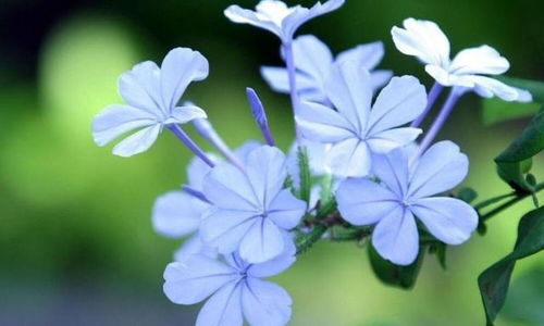 铁兰花的花语是什么它传达了怎样的情感和启示