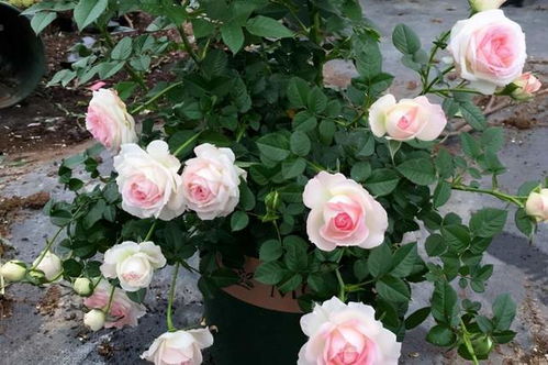 红蜘蛛的噩梦， 姬乙女的坚韧