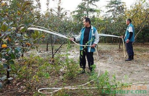 北方种植雪松的注意事项